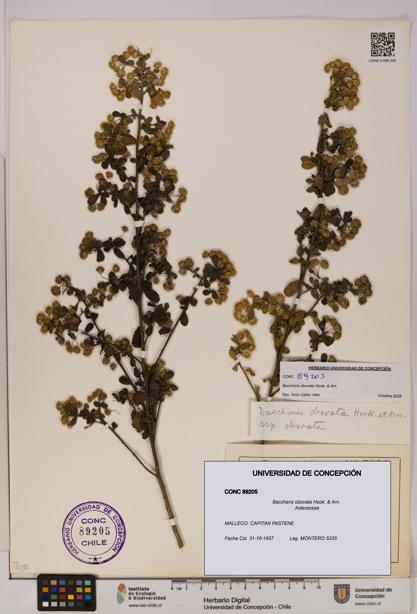 Baccharis obovata [Espécimen: UDEC:CONC:0089205]