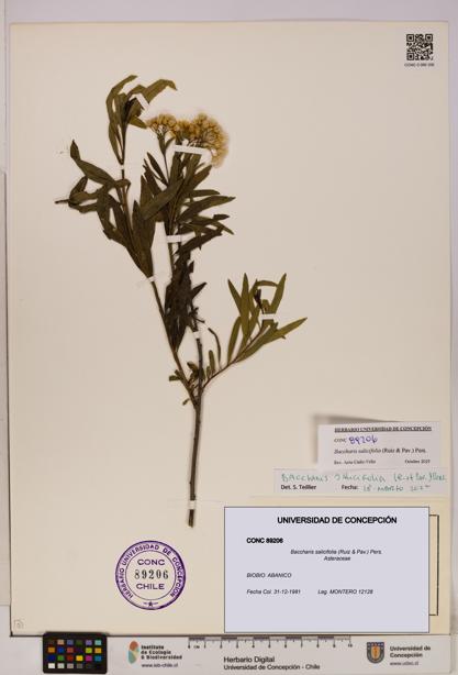 Baccharis salicifolia [Espécimen: UDEC:CONC:0089206]
