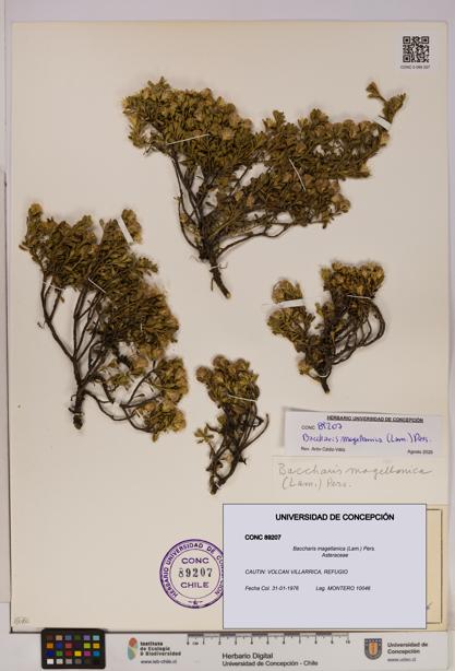 Baccharis magellanica [Espécimen: UDEC:CONC:0089207]