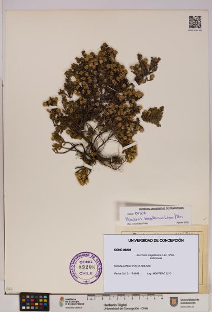 Baccharis magellanica [Espécimen: UDEC:CONC:0089208]