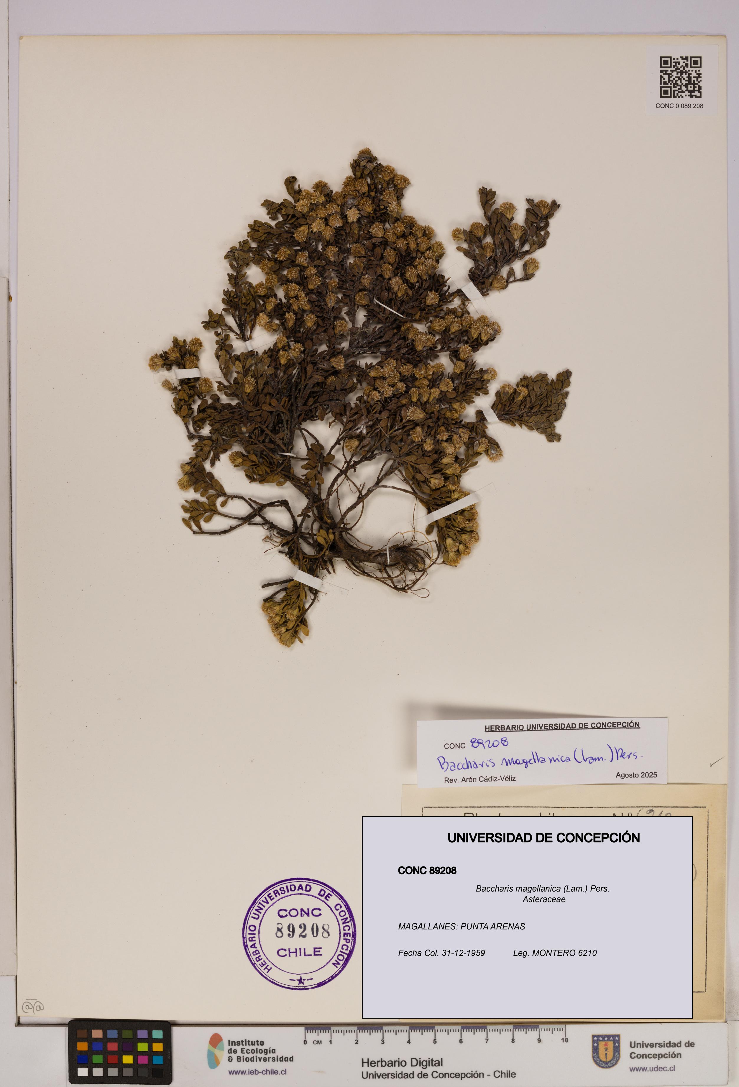 Baccharis magellanica [Espécimen: UDEC:CONC:0089208]