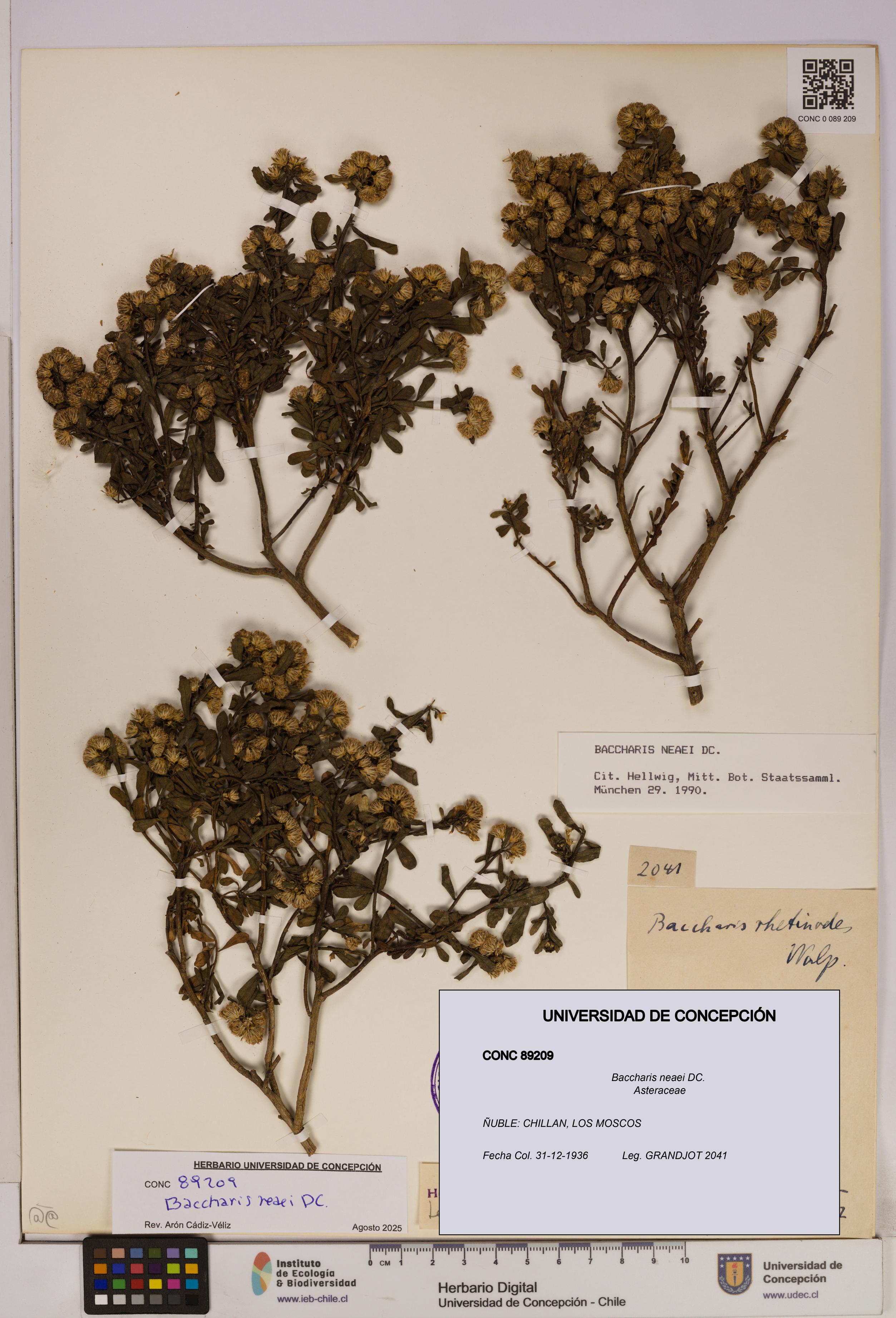 Baccharis neaei [Espécimen: UDEC:CONC:0089209]