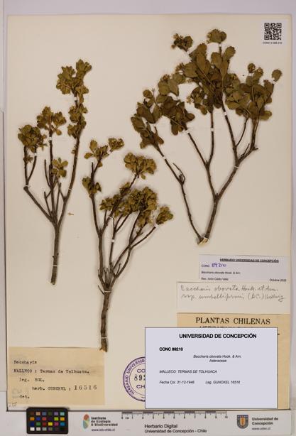 Baccharis obovata [Espécimen: UDEC:CONC:0089210]