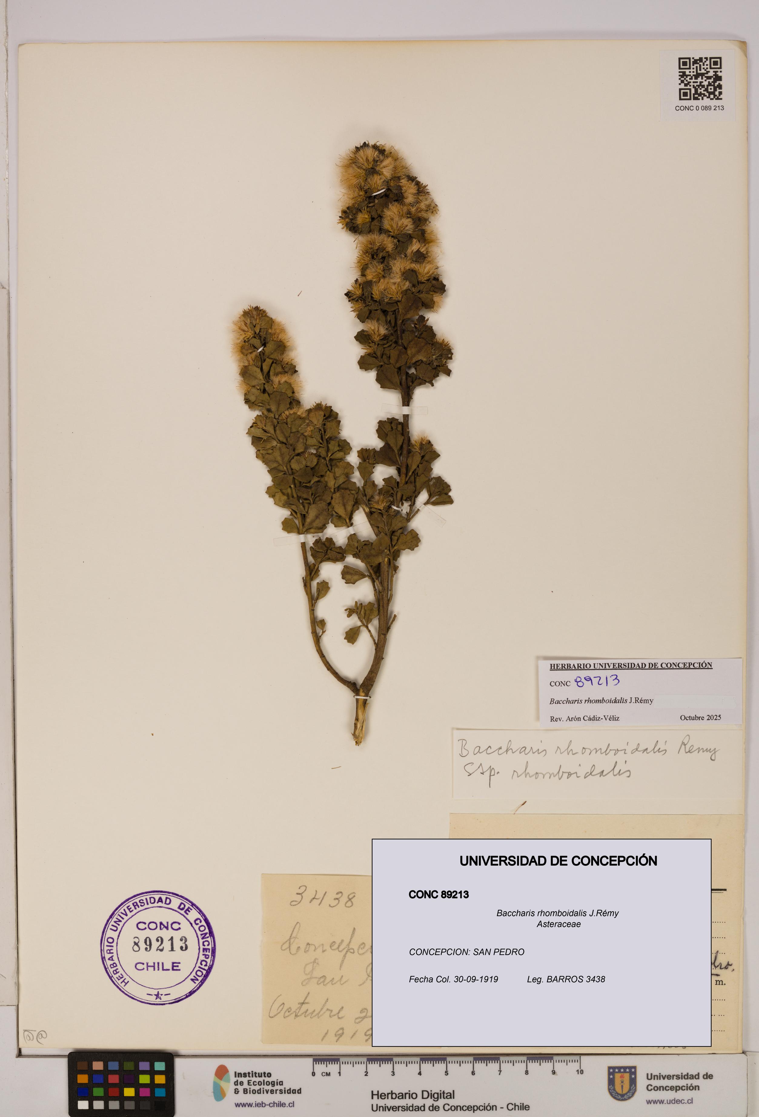 Baccharis rhomboidalis [Espécimen: UDEC:CONC:0089213]