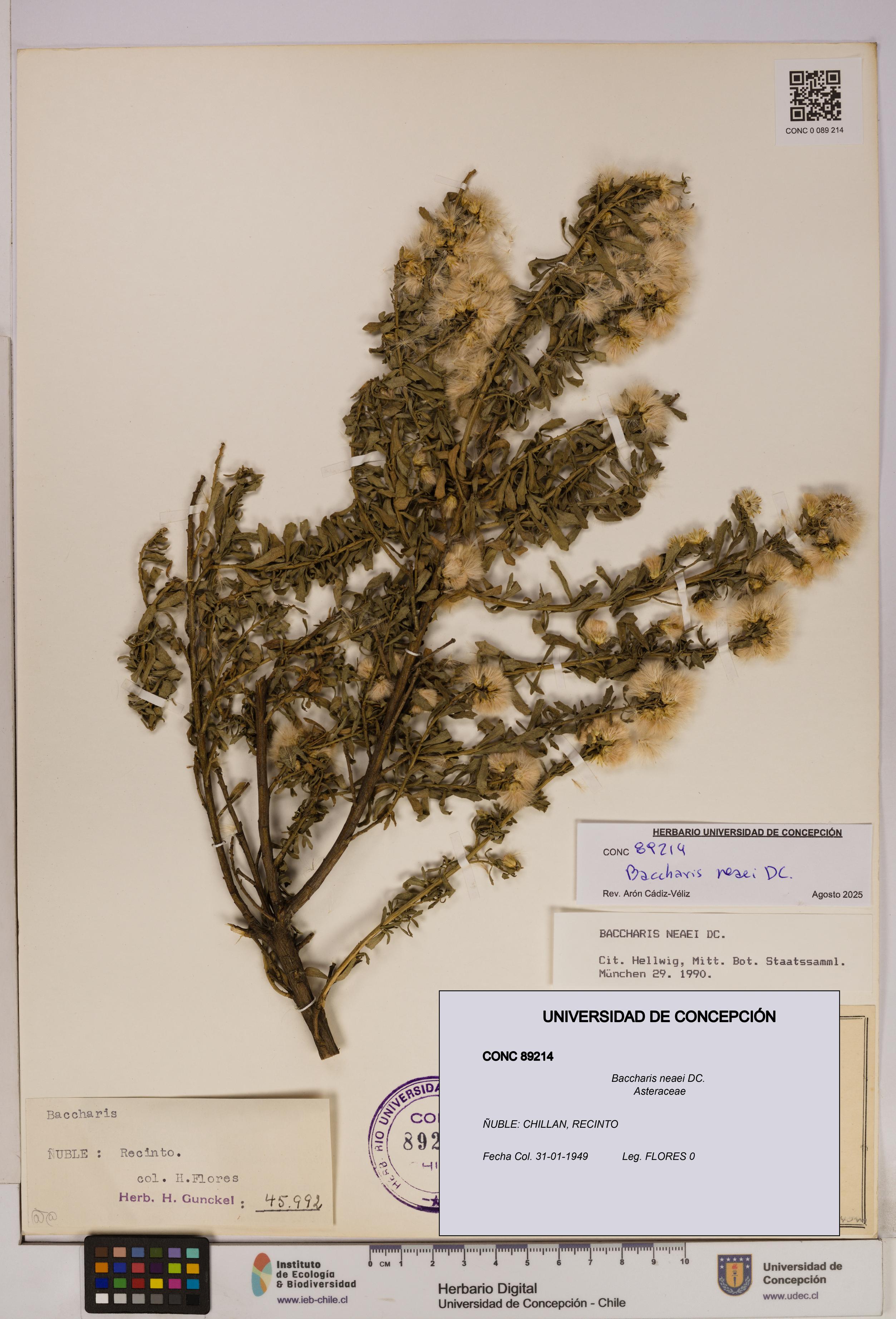 Baccharis neaei [Espécimen: UDEC:CONC:0089214]