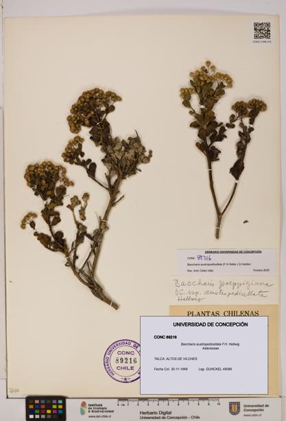 Baccharis austropedicellata [Espécimen: UDEC:CONC:0089216]