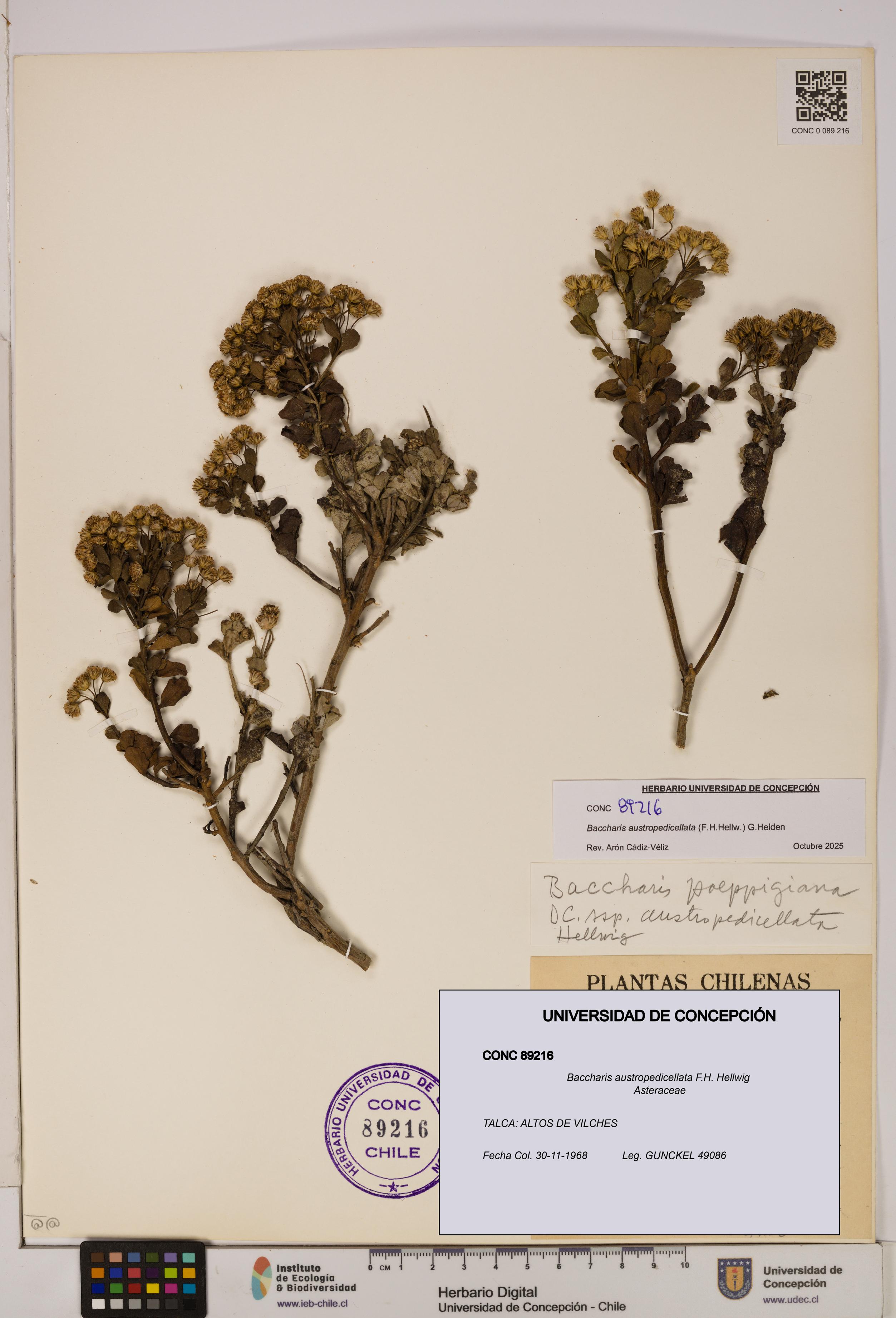 Baccharis austropedicellata [Espécimen: UDEC:CONC:0089216]
