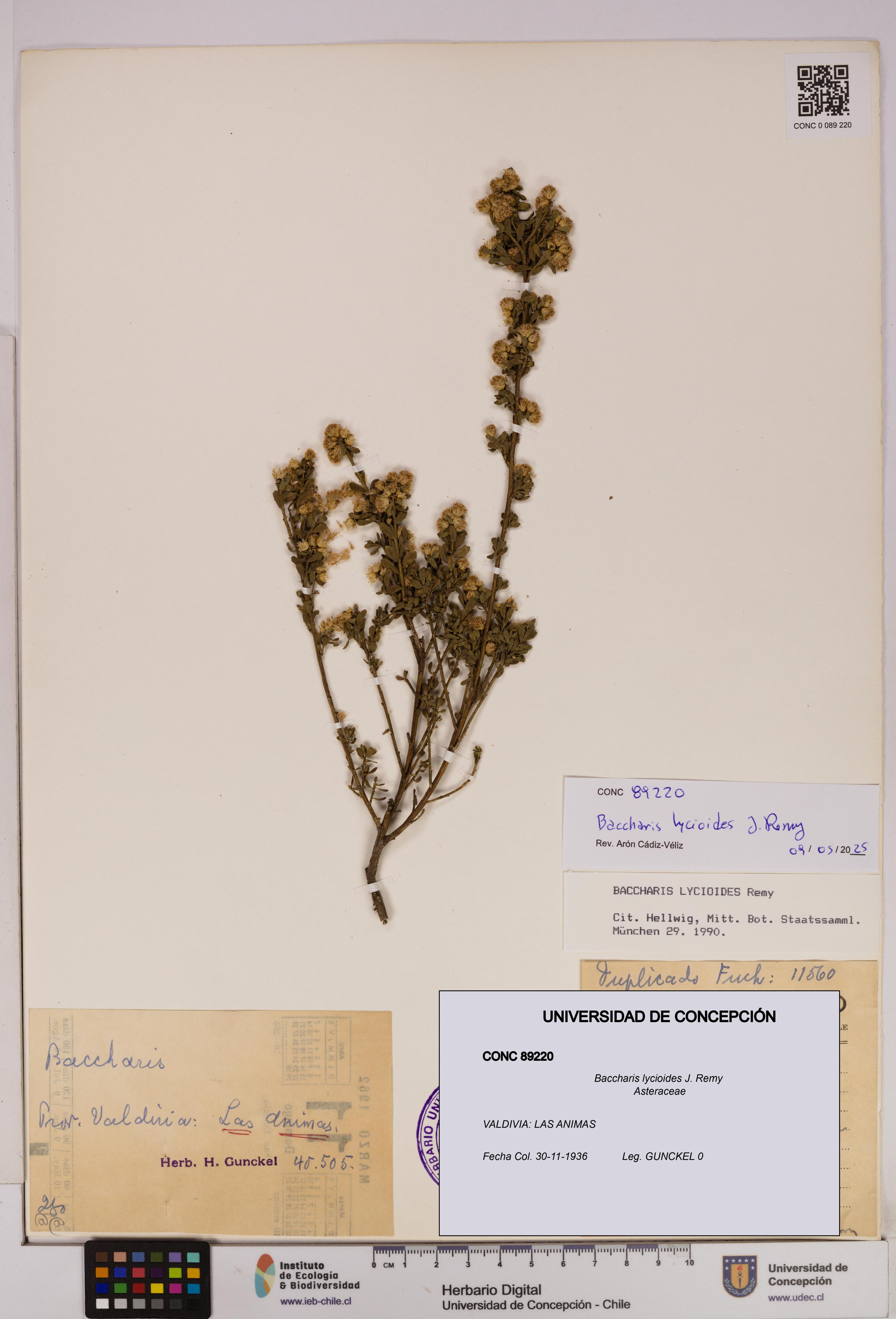 Baccharis lycioides [Espécimen: UDEC:CONC:0089220]