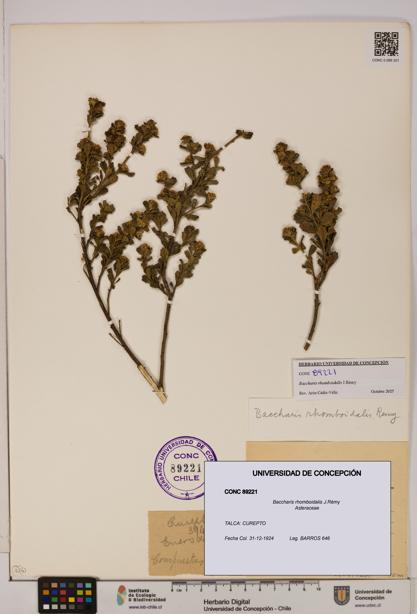 Baccharis rhomboidalis [Espécimen: UDEC:CONC:0089221]