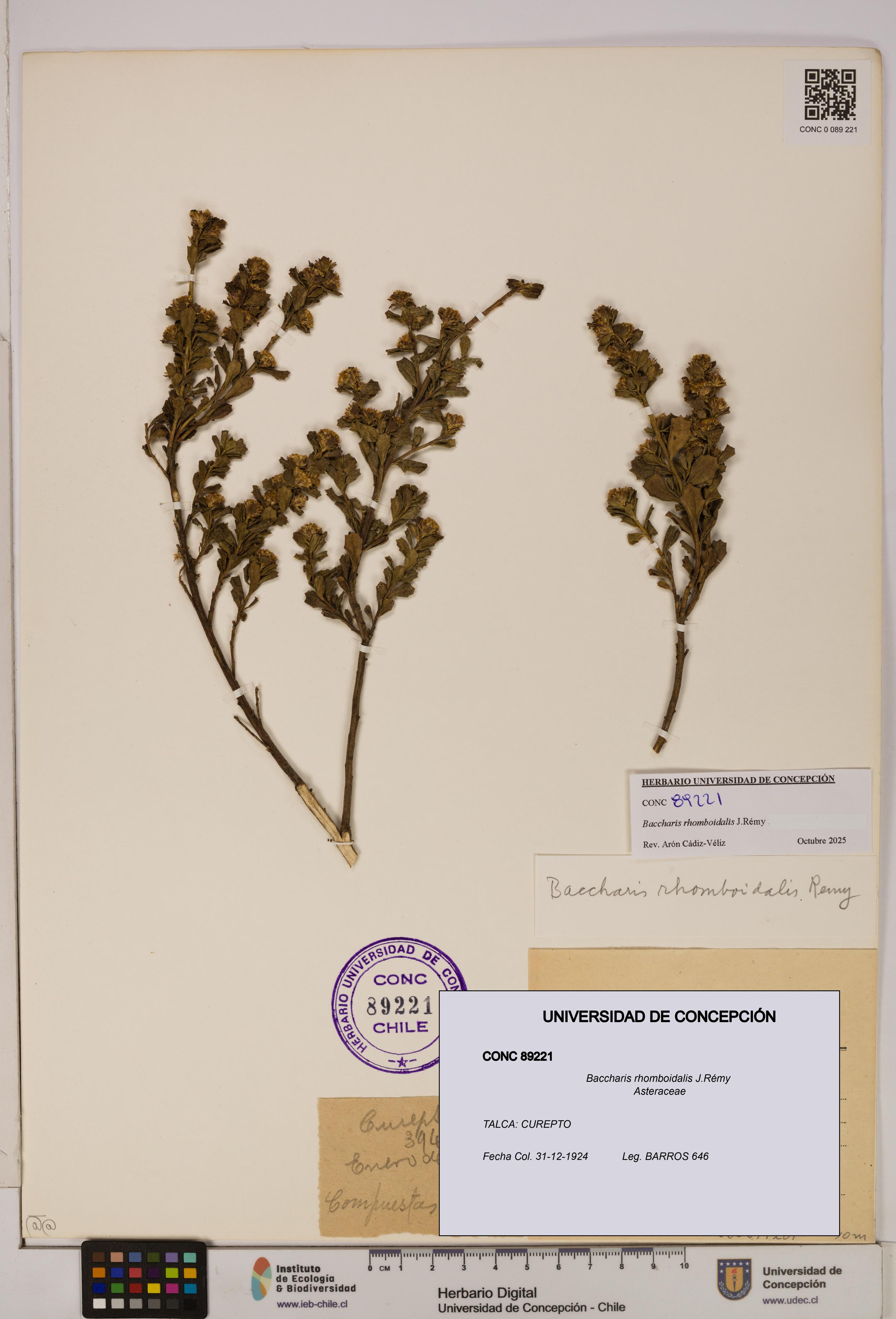 Baccharis rhomboidalis [Espécimen: UDEC:CONC:0089221]