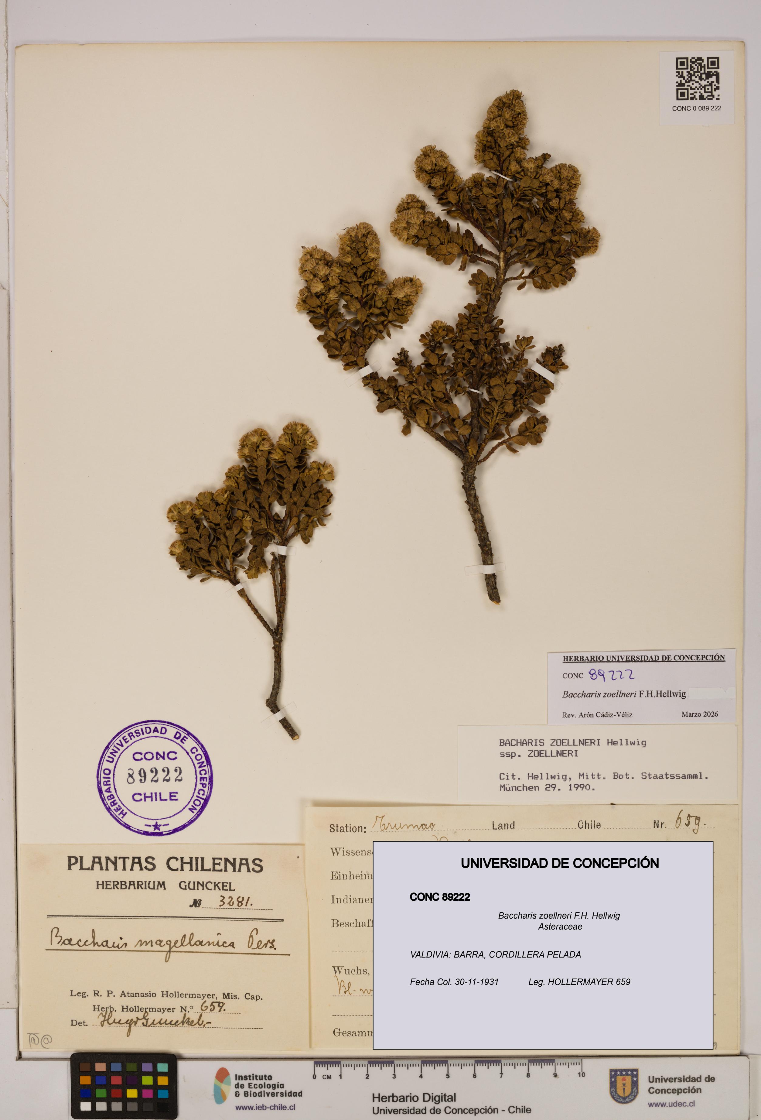 Baccharis zoellneri [Espécimen: UDEC:CONC:0089222]