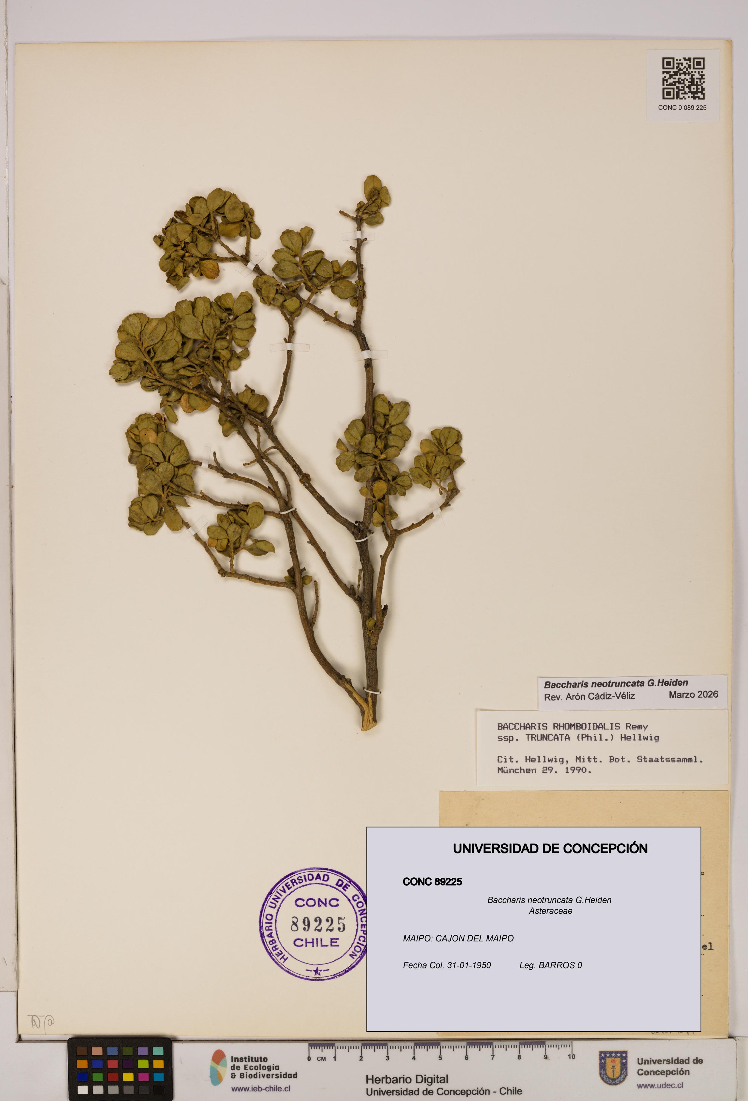 Baccharis neotruncata [Espécimen: UDEC:CONC:0089225]
