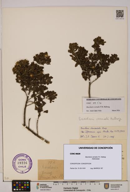 Baccharis vernalis [Espécimen: UDEC:CONC:0089226]