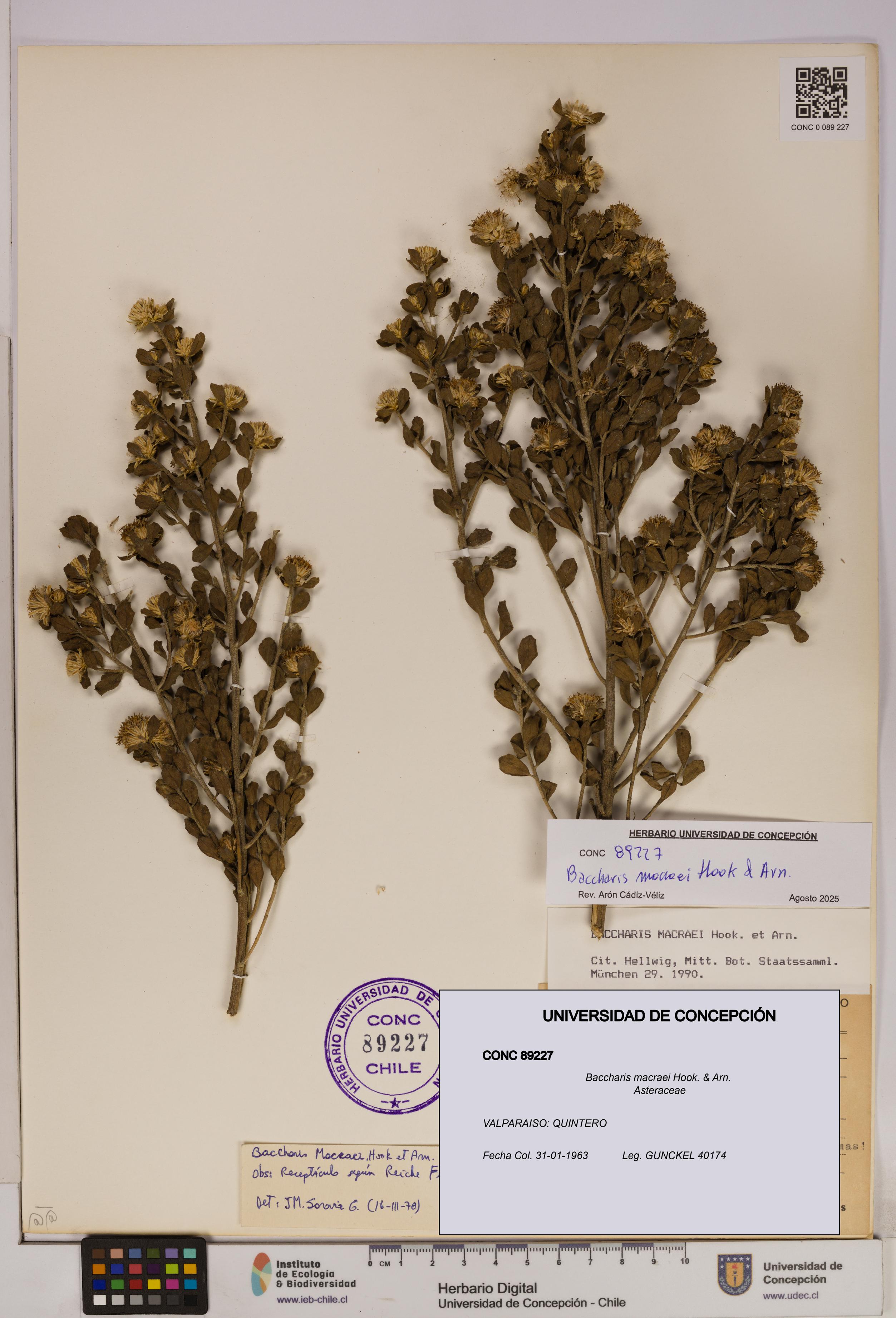 Baccharis macraei [Espécimen: UDEC:CONC:0089227]