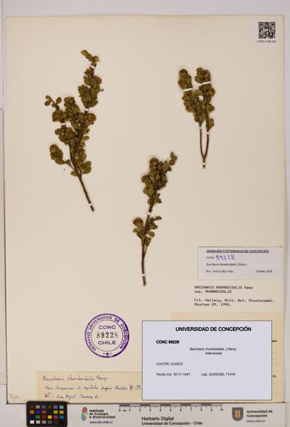 Baccharis rhomboidalis [Espécimen: UDEC:CONC:0089228]