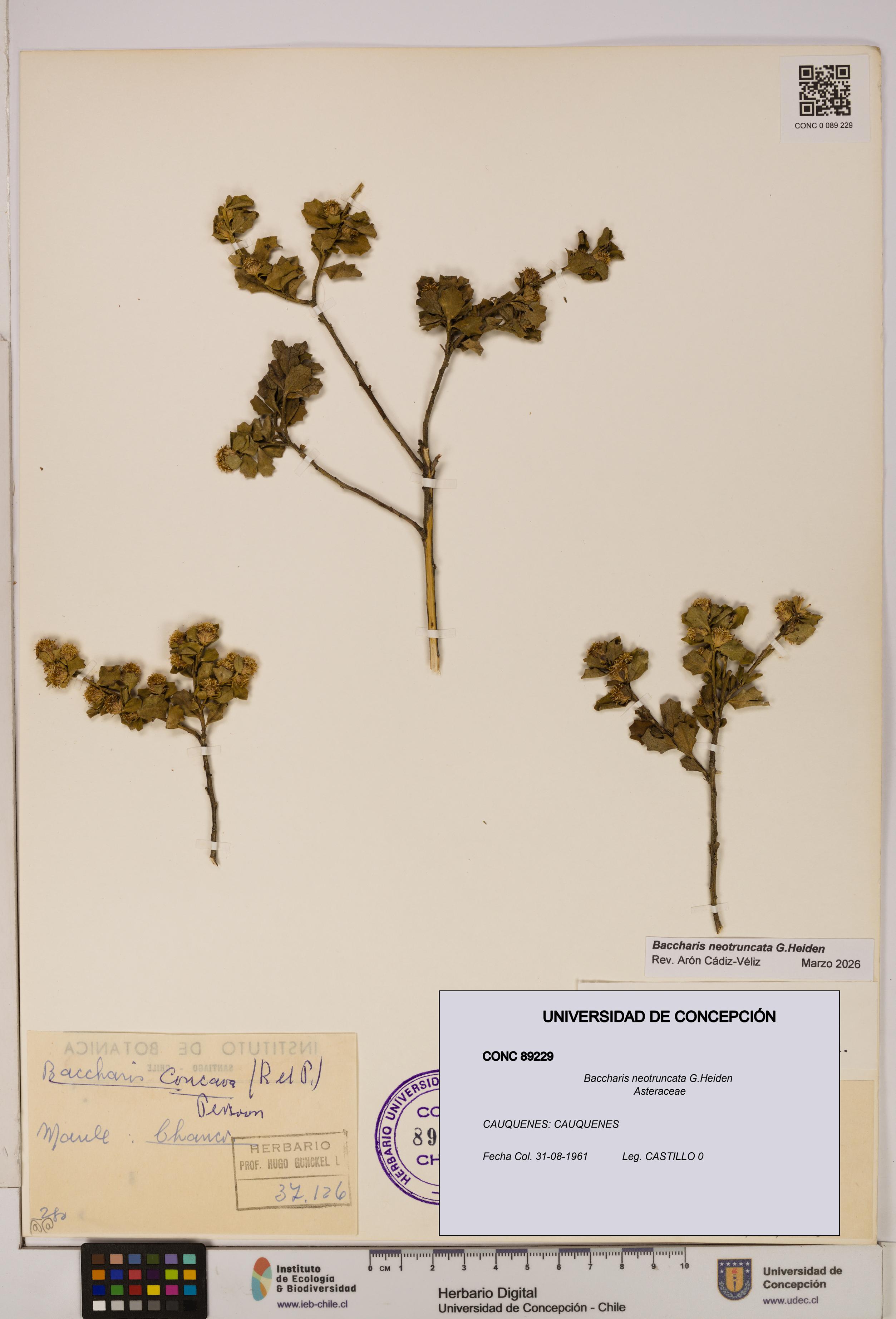Baccharis neotruncata [Espécimen: UDEC:CONC:0089229]