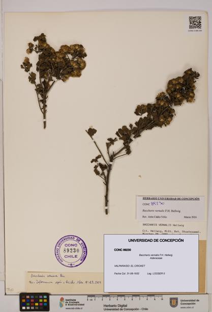 Baccharis vernalis [Espécimen: UDEC:CONC:0089230]