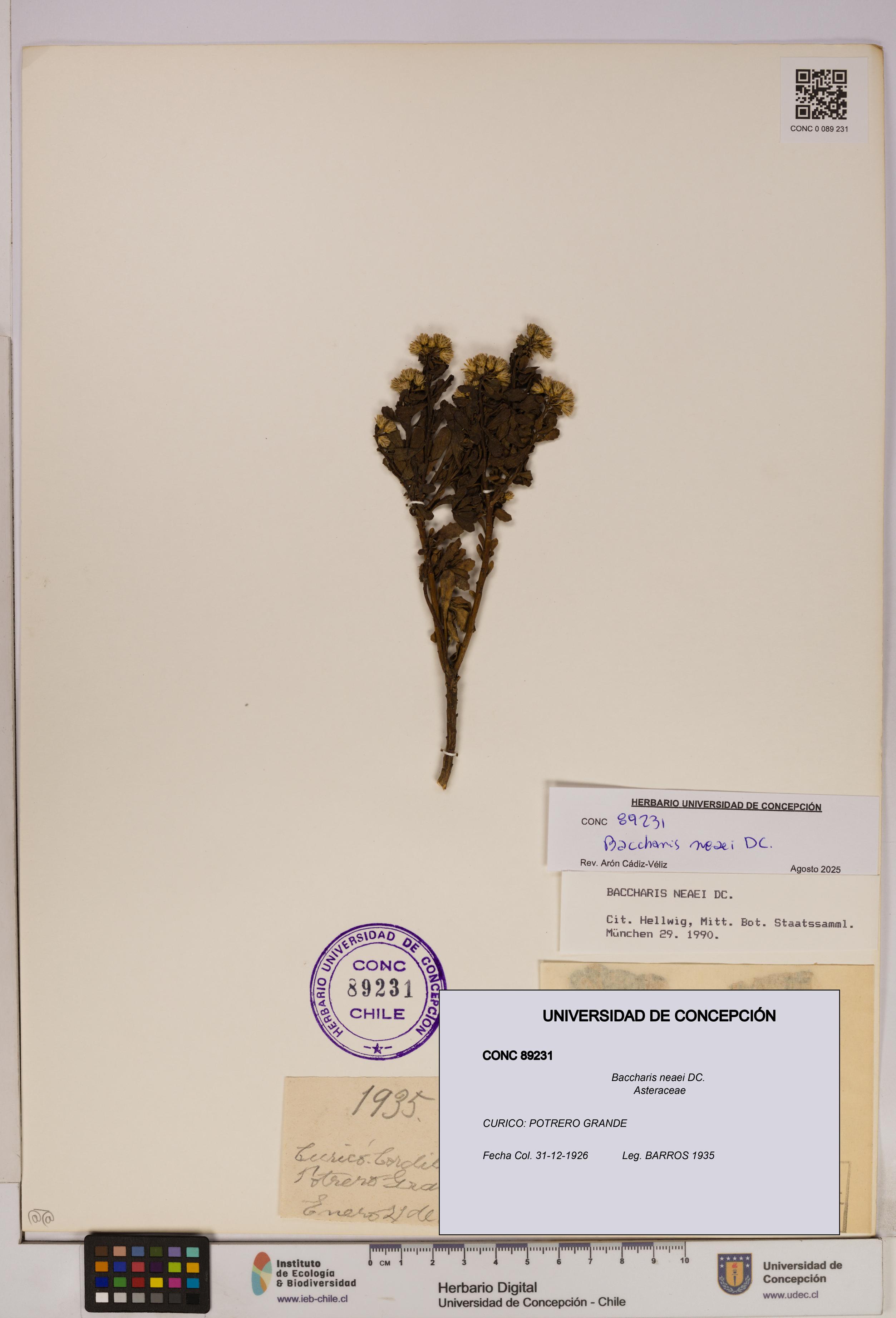 Baccharis neaei [Espécimen: UDEC:CONC:0089231]