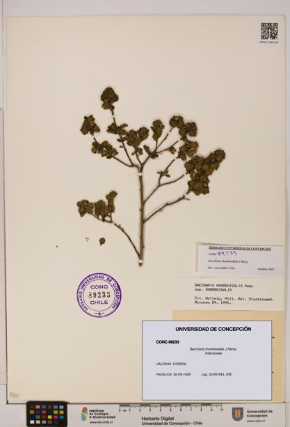 Baccharis rhomboidalis [Espécimen: UDEC:CONC:0089233]