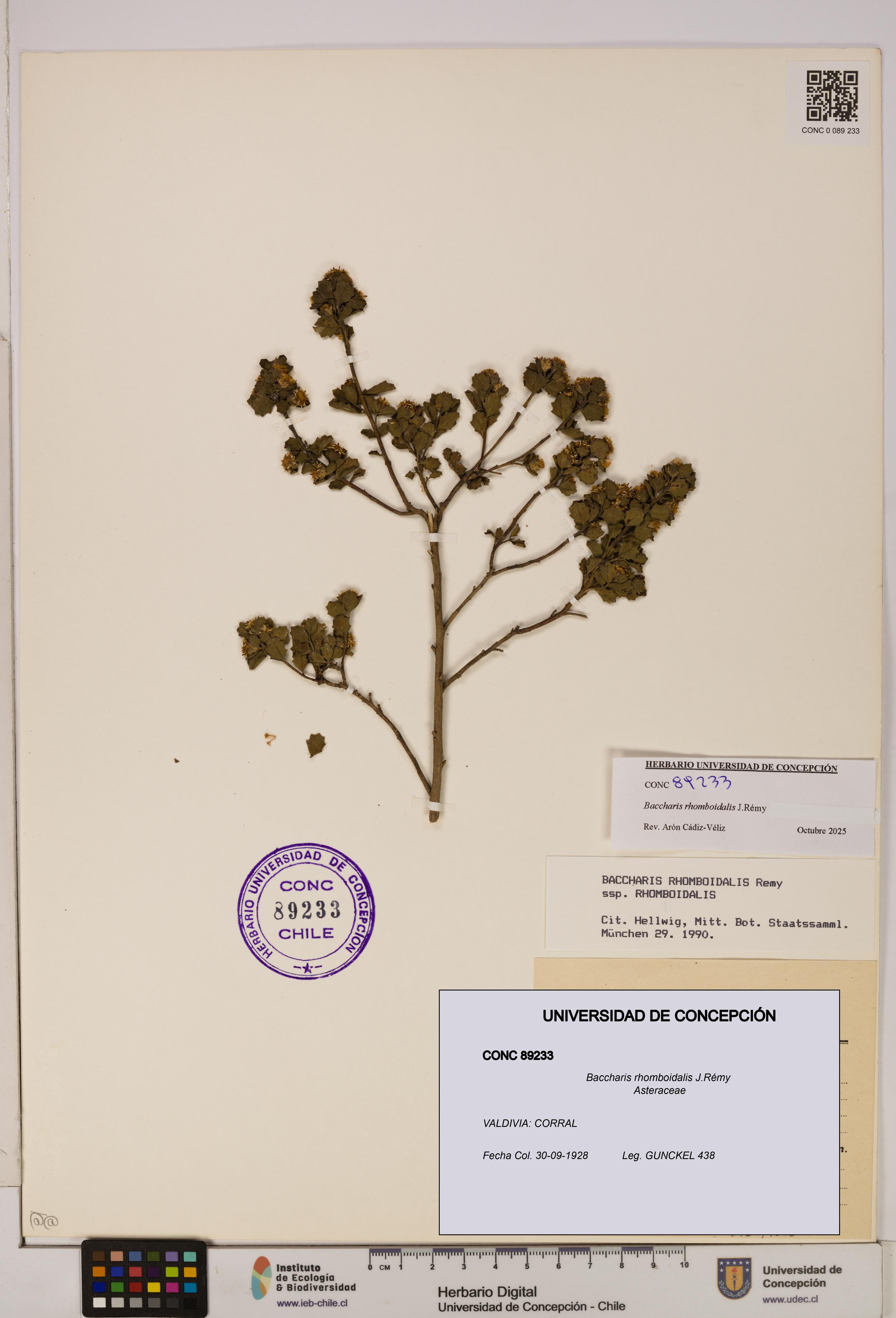 Baccharis rhomboidalis [Espécimen: UDEC:CONC:0089233]