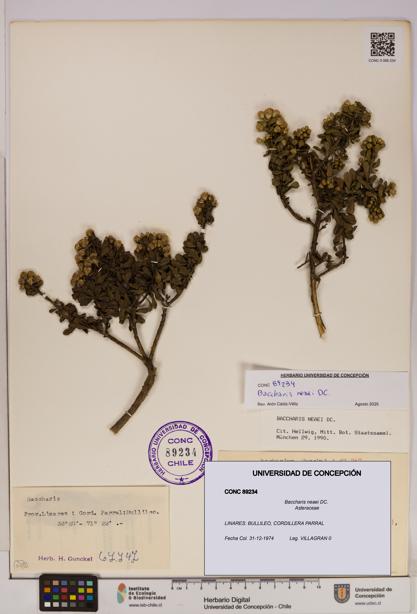 Baccharis neaei [Espécimen: UDEC:CONC:0089234]