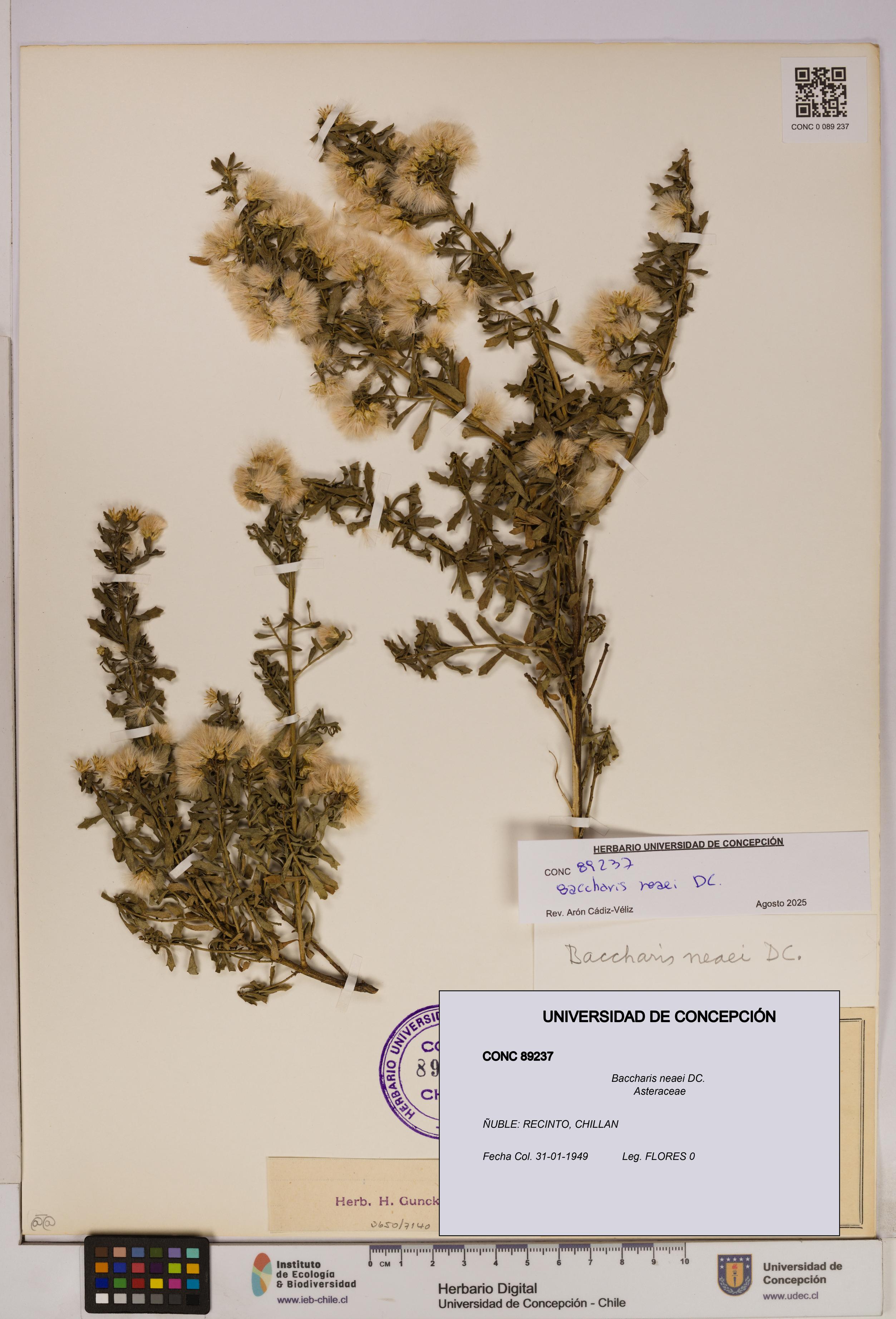 Baccharis neaei [Espécimen: UDEC:CONC:0089237]