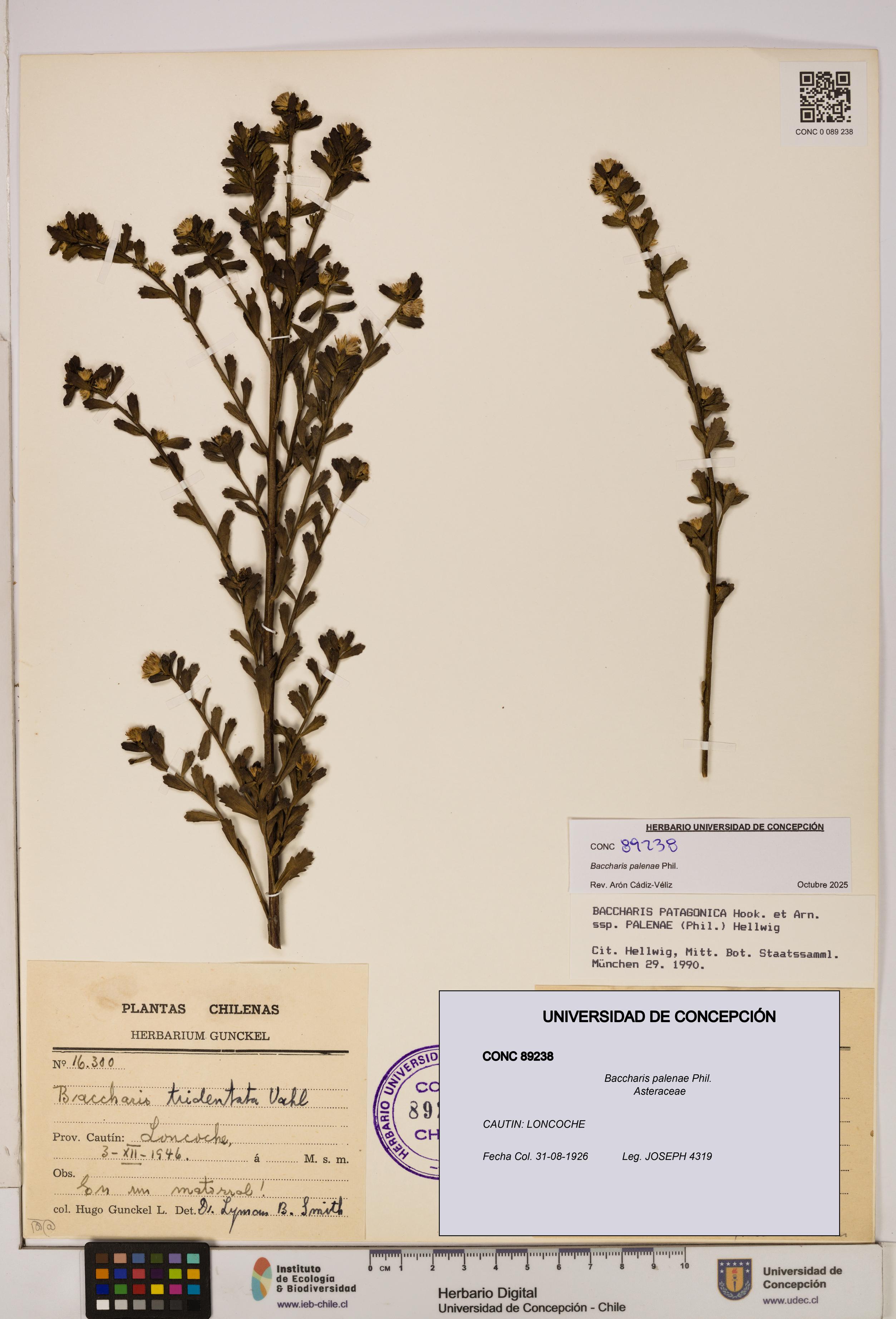 Baccharis patagonica [Espécimen: UDEC:CONC:0089238]