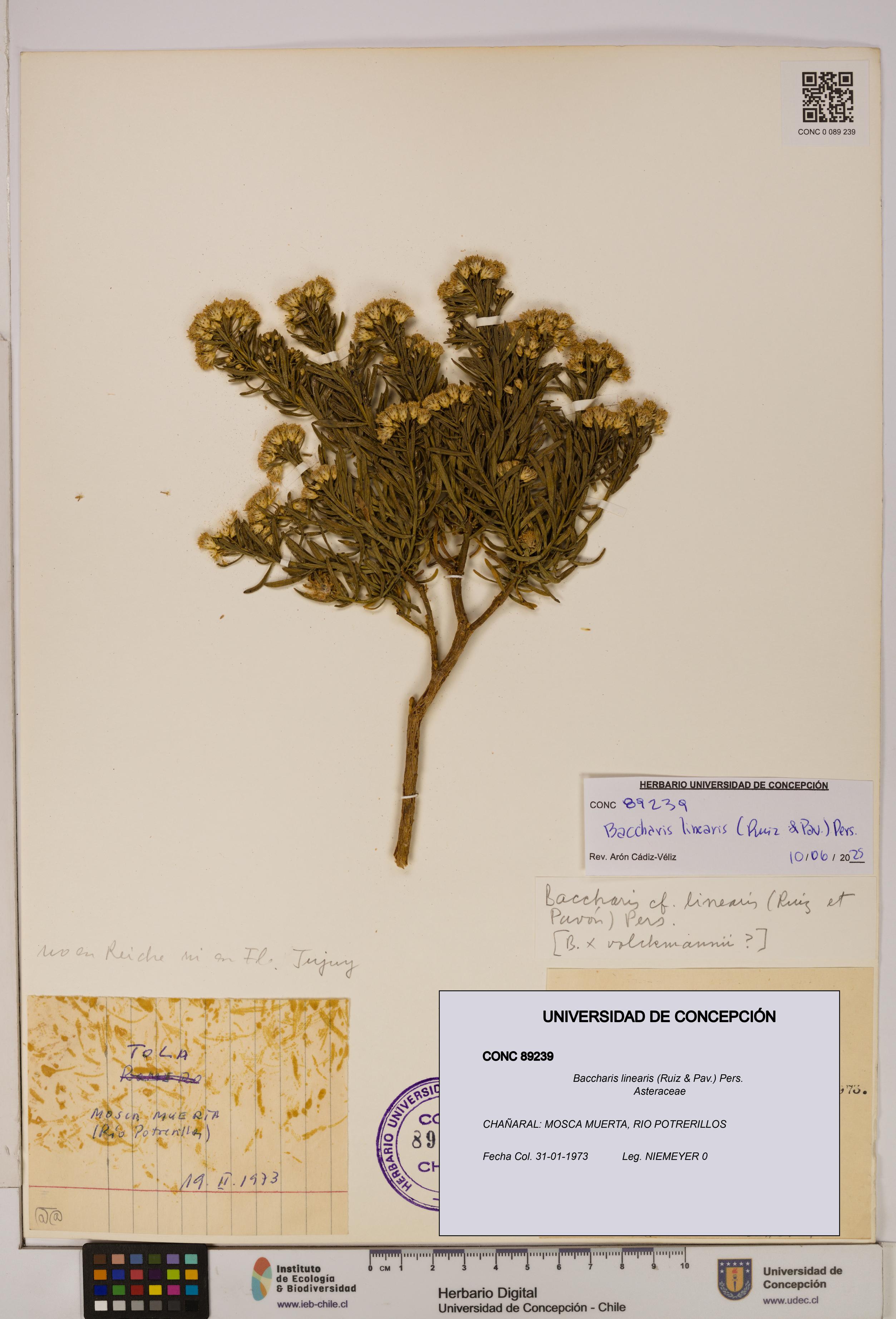 Baccharis linearis [Espécimen: UDEC:CONC:0089239]