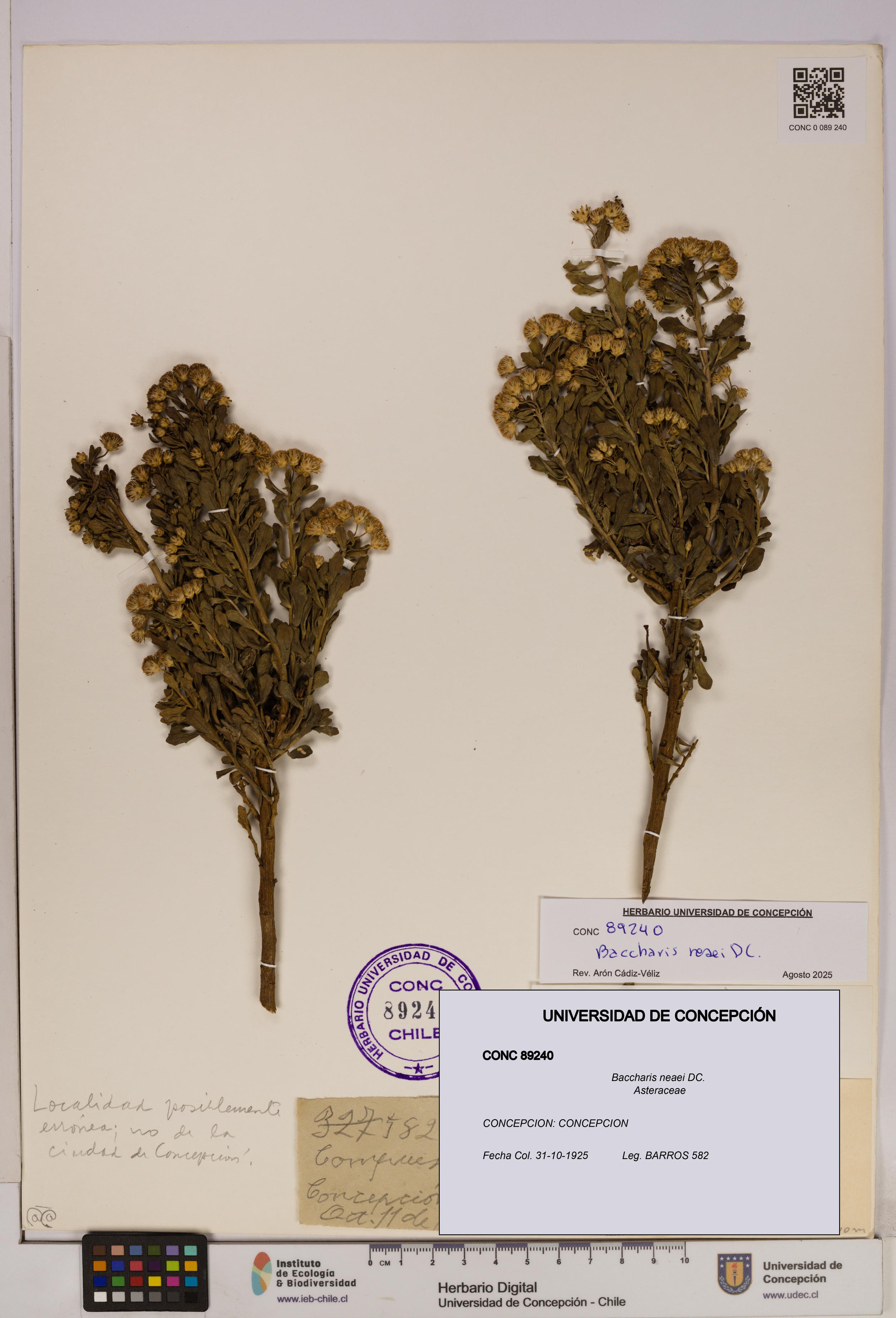 Baccharis neaei [Espécimen: UDEC:CONC:0089240]