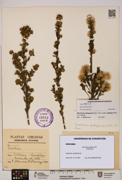 Baccharis patagonica [Espécimen: UDEC:CONC:0089243]