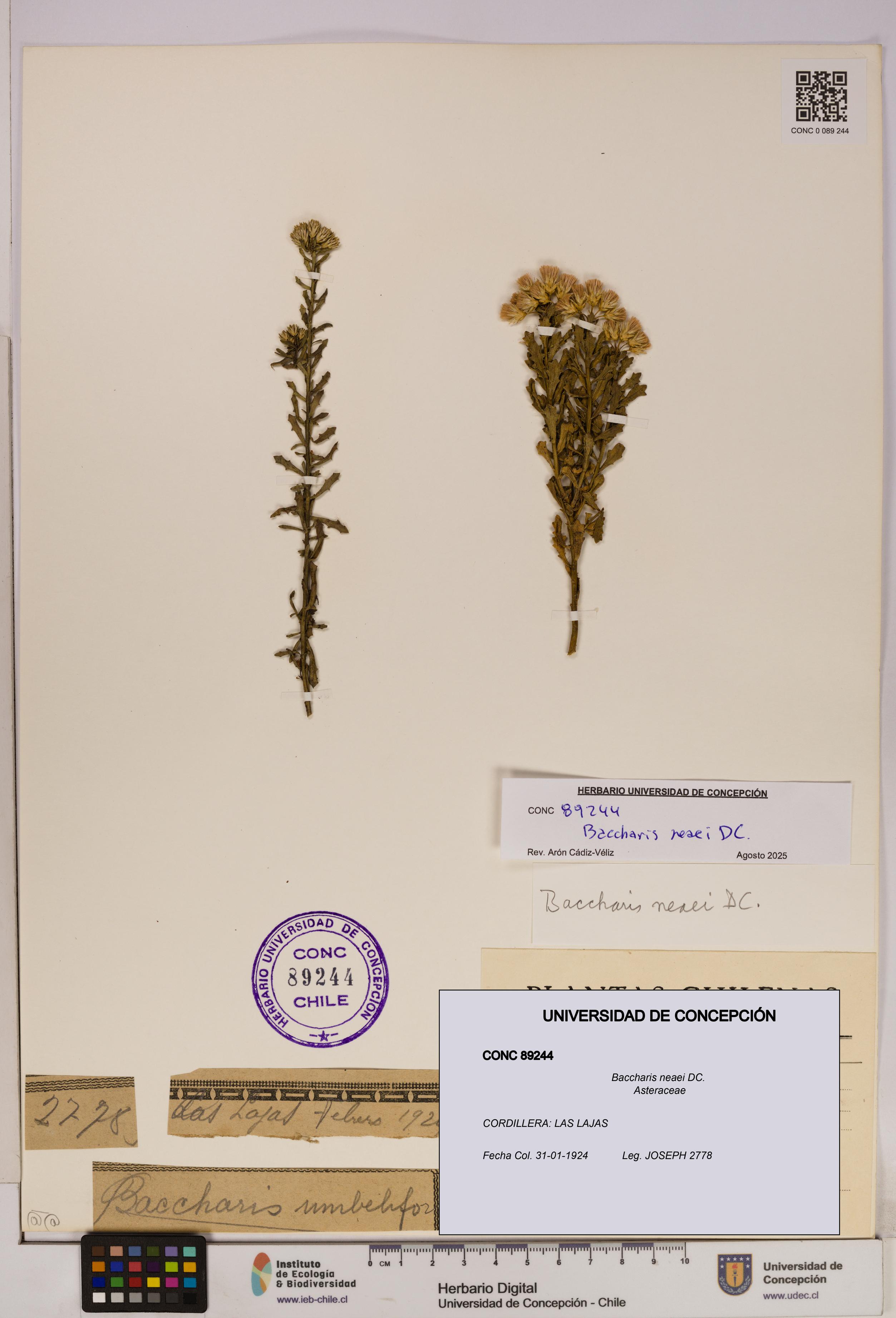 Baccharis neaei [Espécimen: UDEC:CONC:0089244]