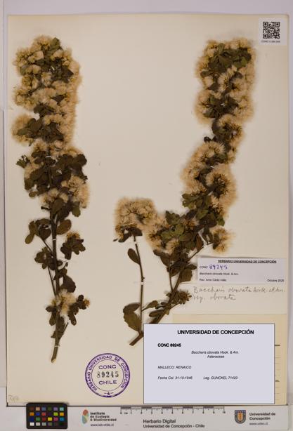 Baccharis obovata [Espécimen: UDEC:CONC:0089245]