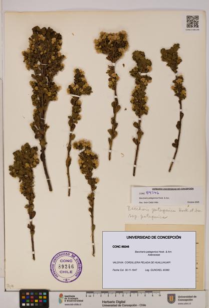 Baccharis patagonica [Espécimen: UDEC:CONC:0089246]