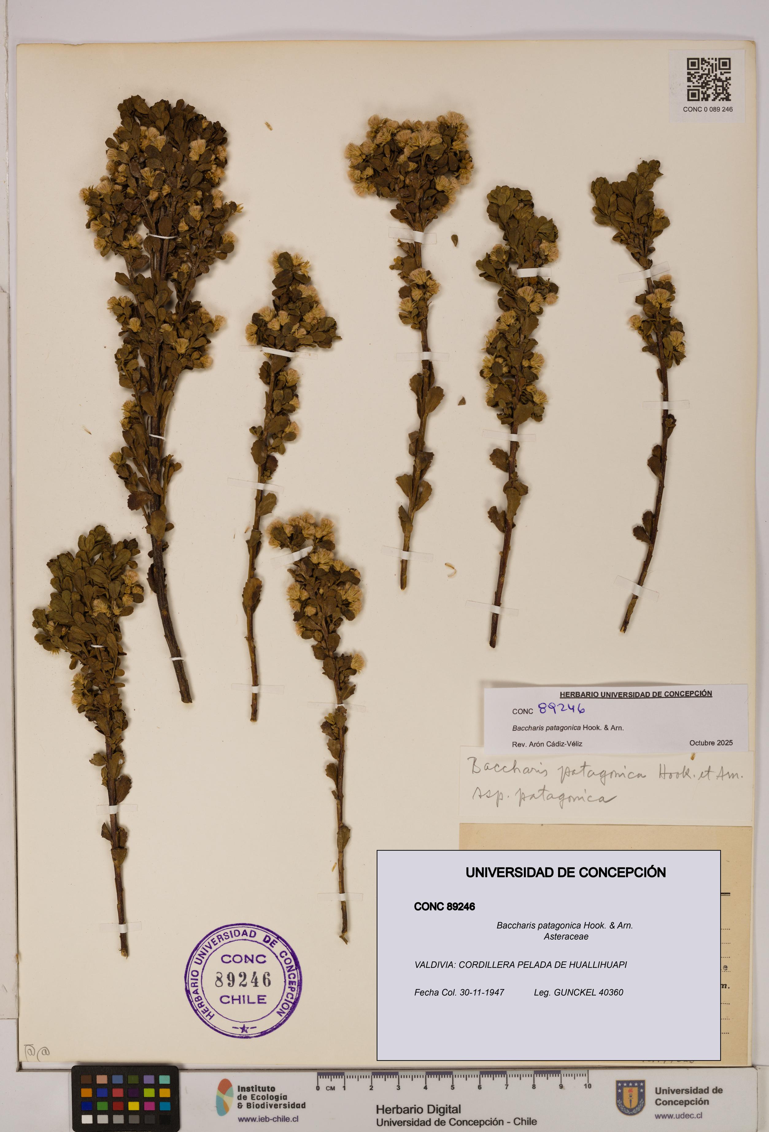 Baccharis patagonica [Espécimen: UDEC:CONC:0089246]