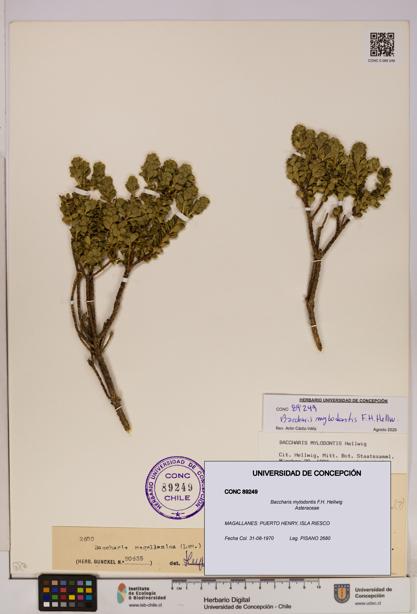 Baccharis mylodontis [Espécimen: UDEC:CONC:0089249]