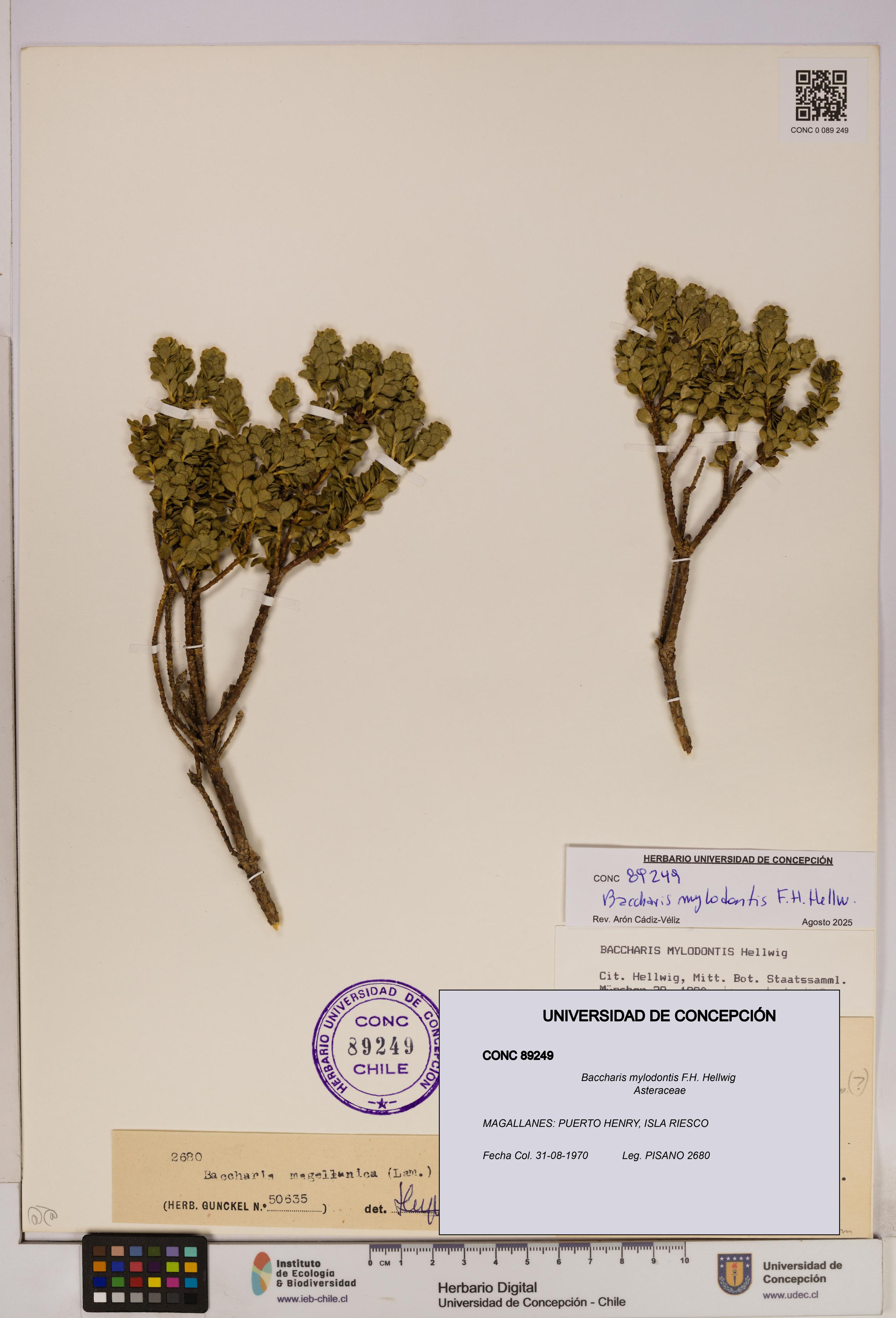 Baccharis mylodontis [Espécimen: UDEC:CONC:0089249]