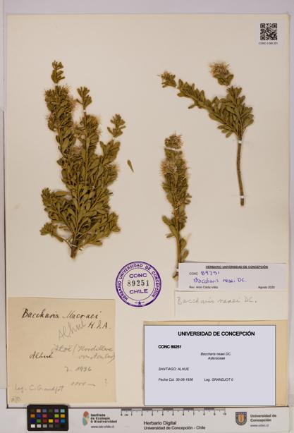 Baccharis neaei [Espécimen: UDEC:CONC:0089251]