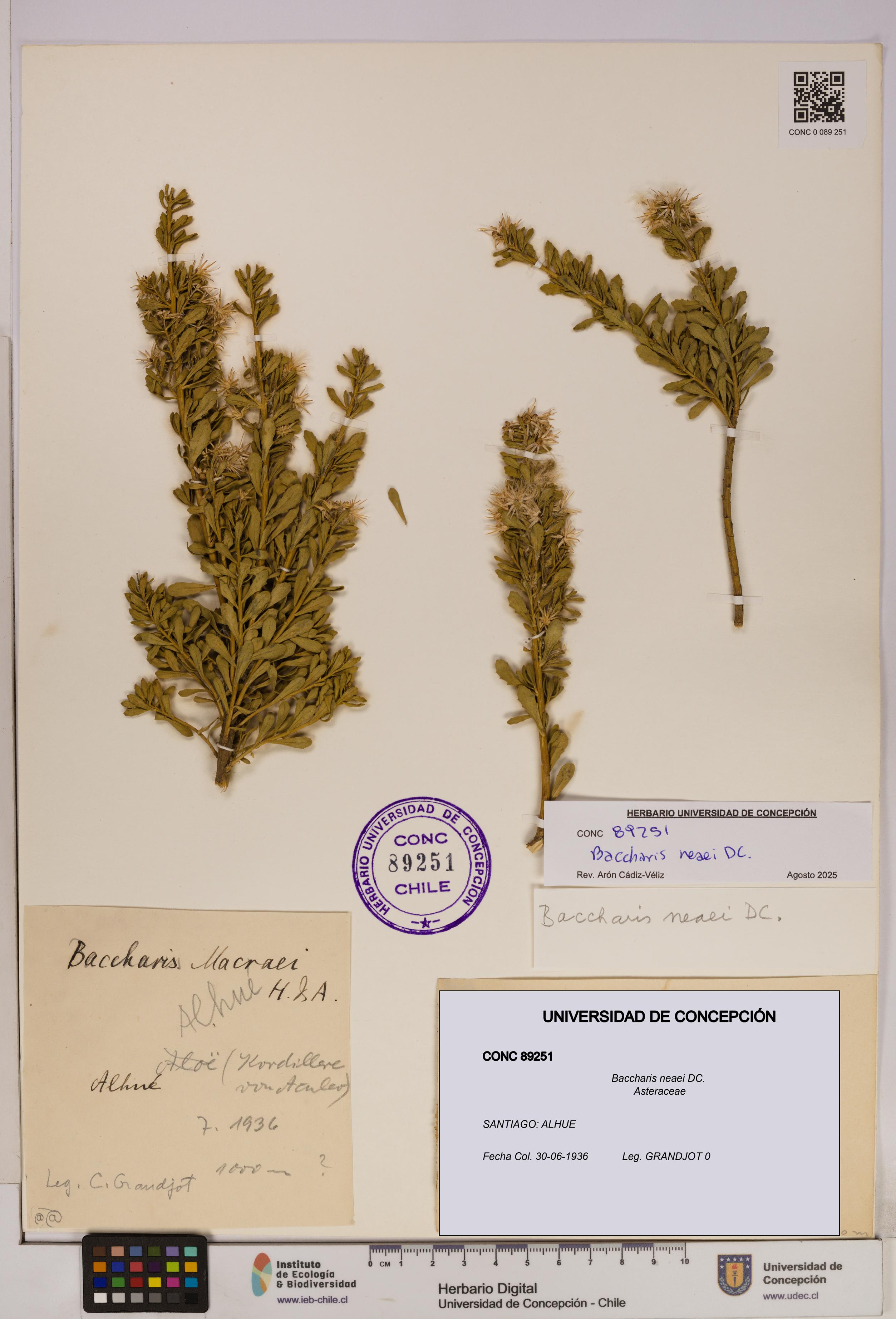 Baccharis neaei [Espécimen: UDEC:CONC:0089251]