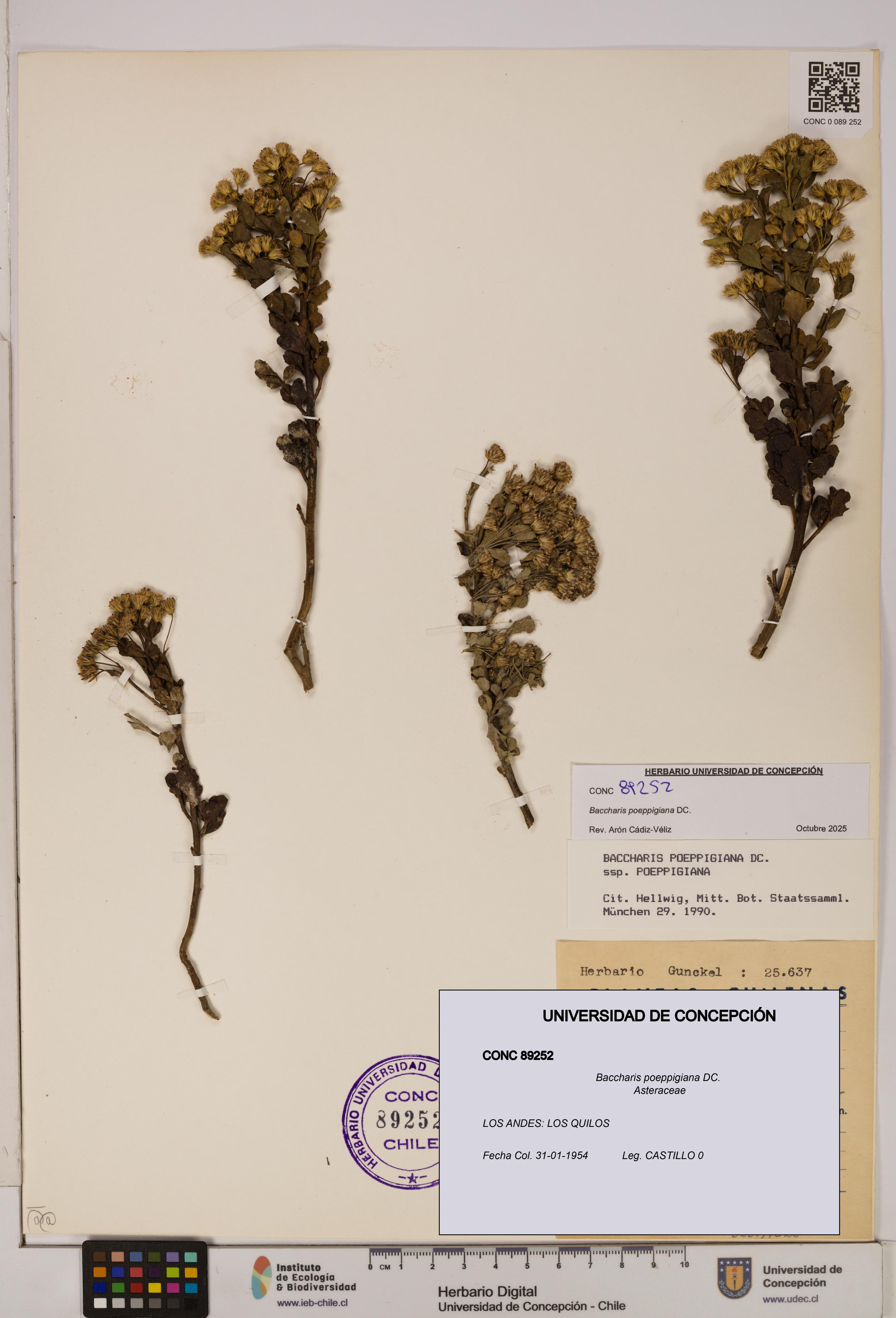 Baccharis poeppigiana [Espécimen: UDEC:CONC:0089252]