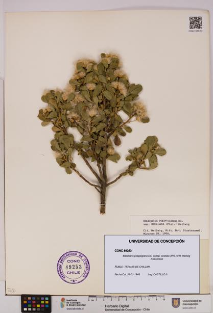 Baccharis poeppigiana subsp. ocellata [Espécimen: UDEC:CONC:0089253]