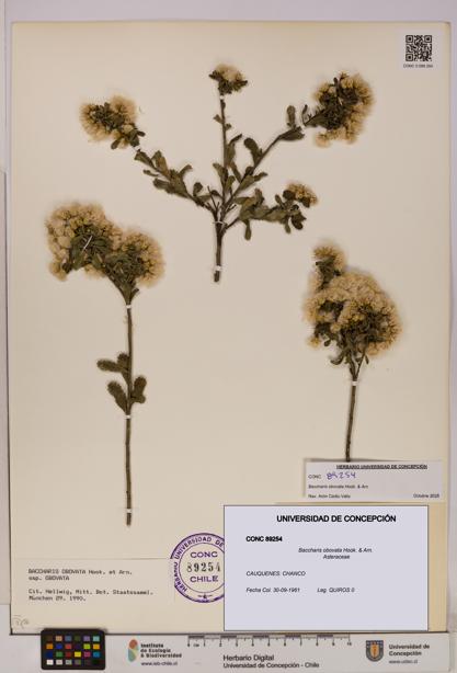 Baccharis obovata [Espécimen: UDEC:CONC:0089254]