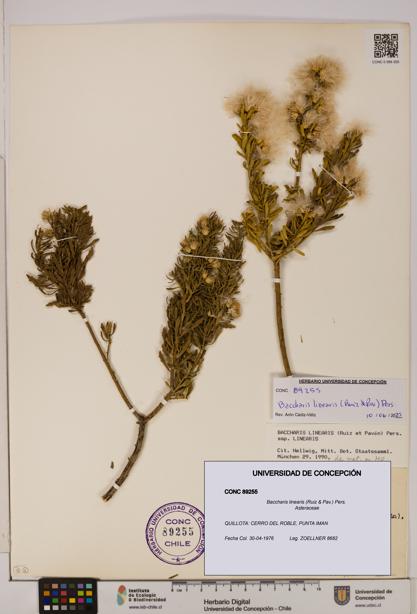 Baccharis linearis [Espécimen: UDEC:CONC:0089255]
