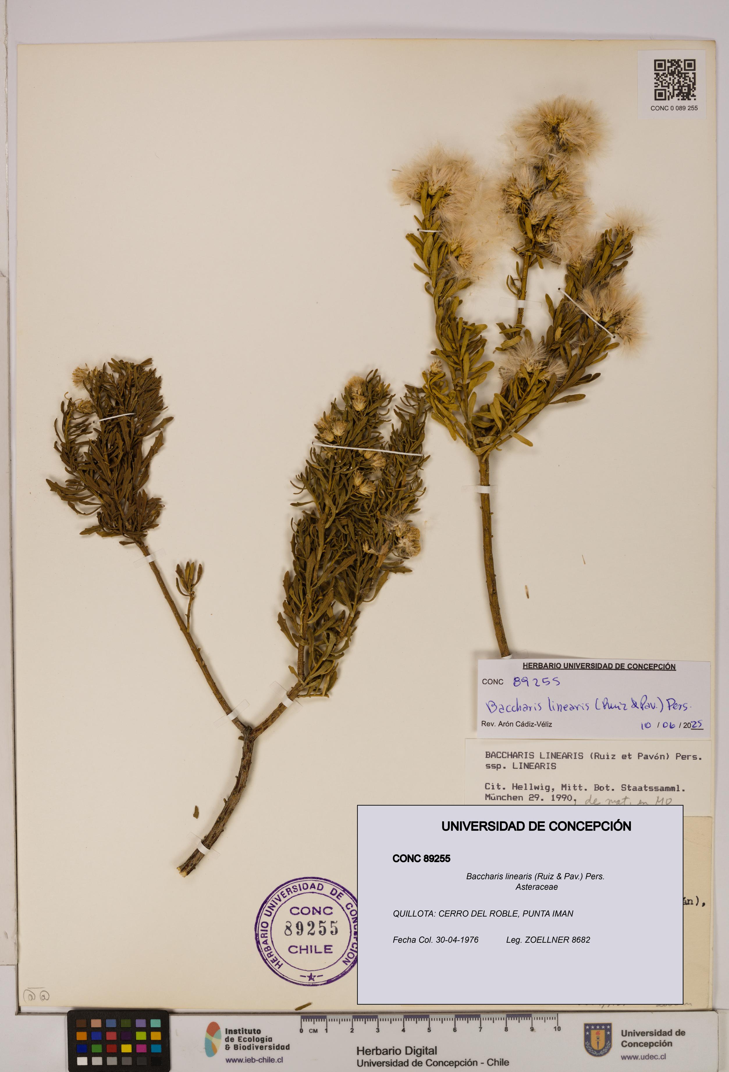 Baccharis linearis [Espécimen: UDEC:CONC:0089255]