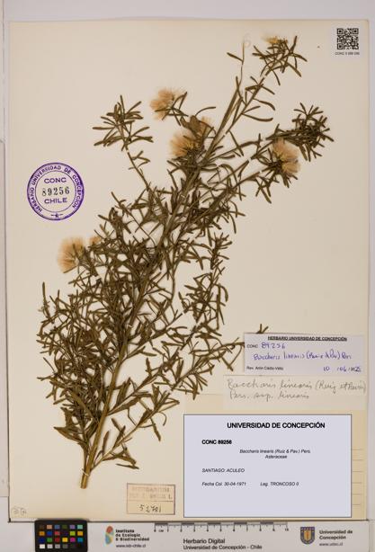 Baccharis linearis [Espécimen: UDEC:CONC:0089256]