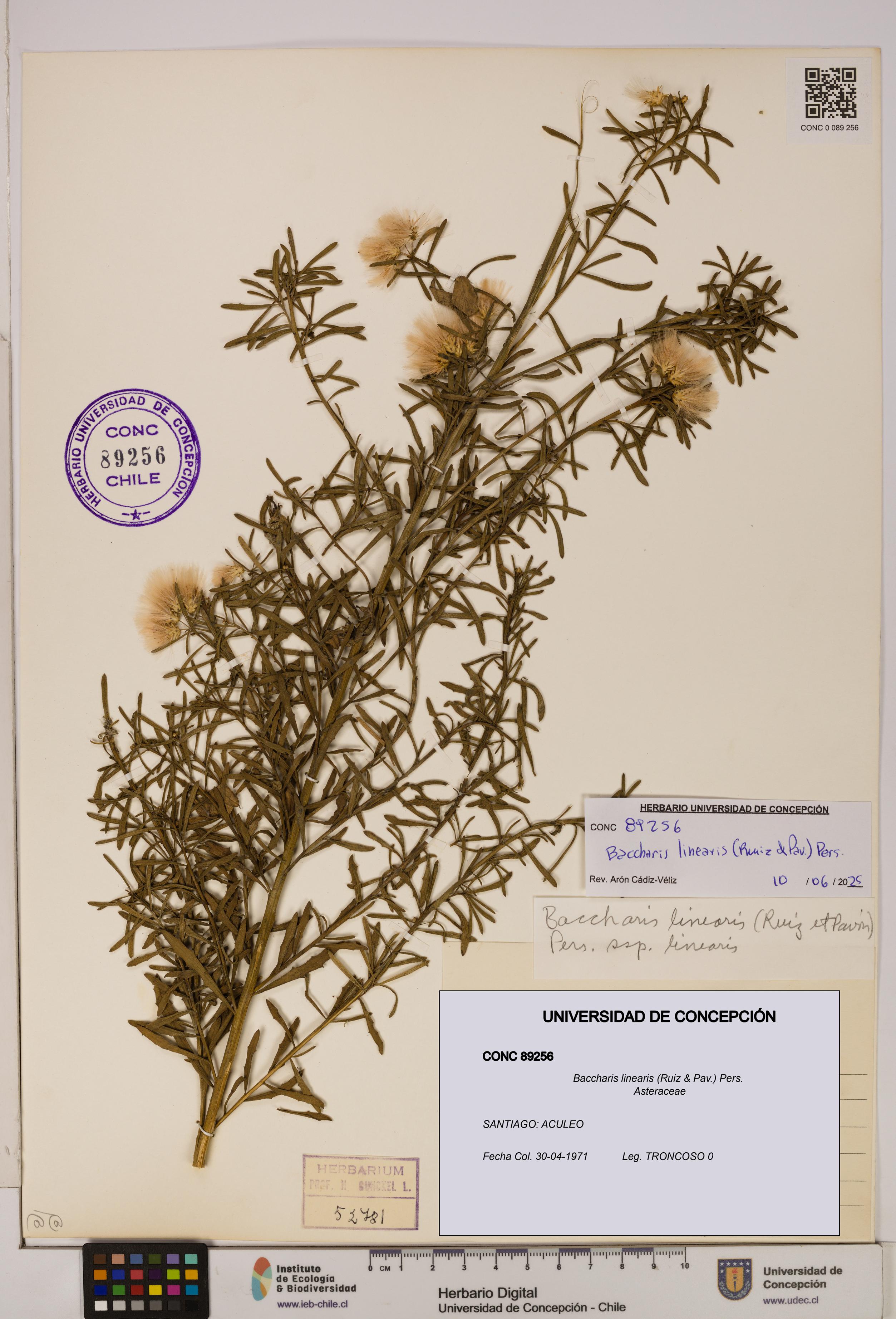 Baccharis linearis [Espécimen: UDEC:CONC:0089256]