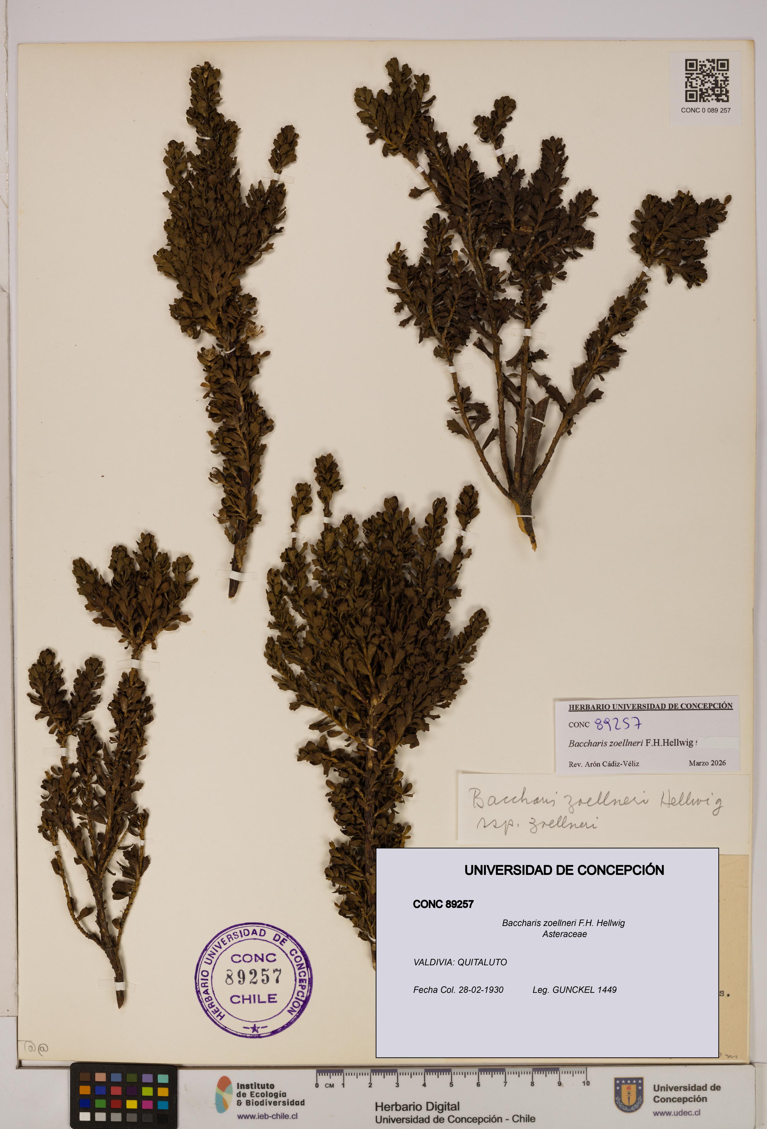 Baccharis zoellneri [Espécimen: UDEC:CONC:0089257]