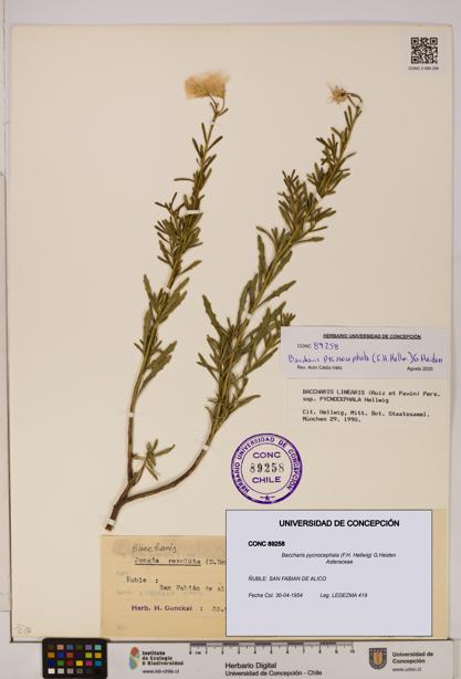 Baccharis pycnocephala [Espécimen: UDEC:CONC:0089258]