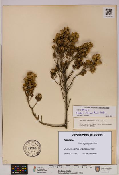 Baccharis macraei [Espécimen: UDEC:CONC:0089263]