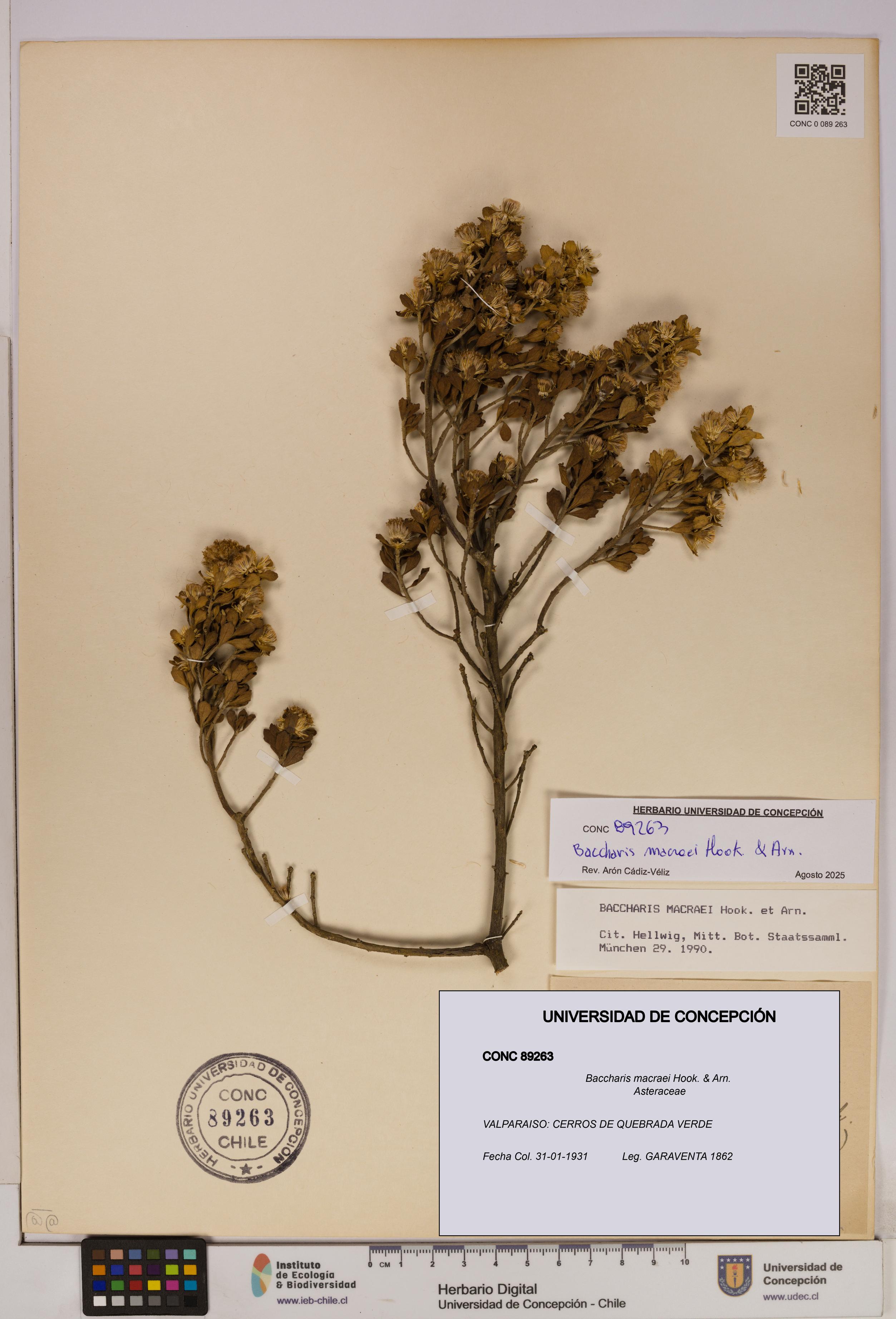 Baccharis macraei [Espécimen: UDEC:CONC:0089263]