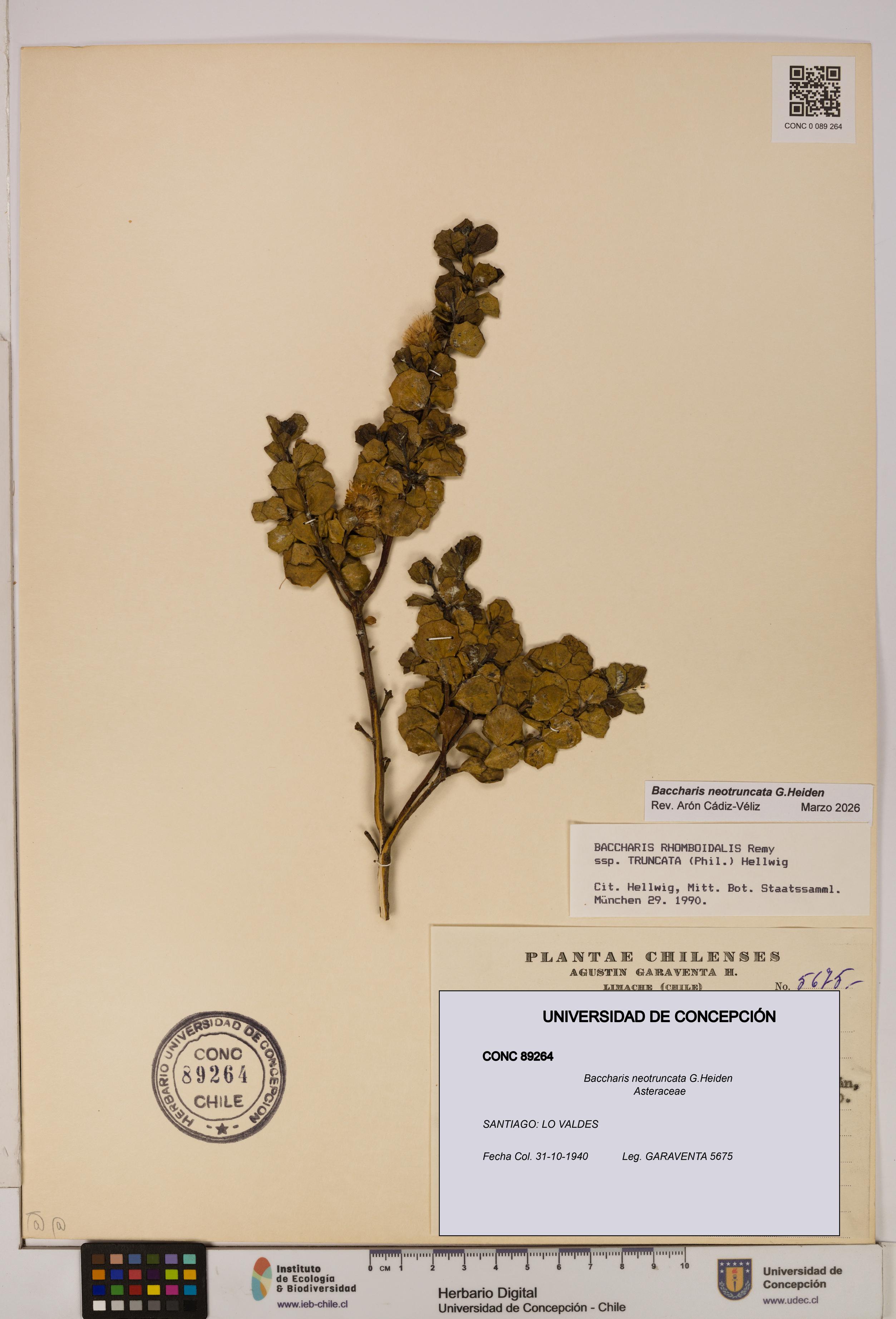 Baccharis neotruncata [Espécimen: UDEC:CONC:0089264]